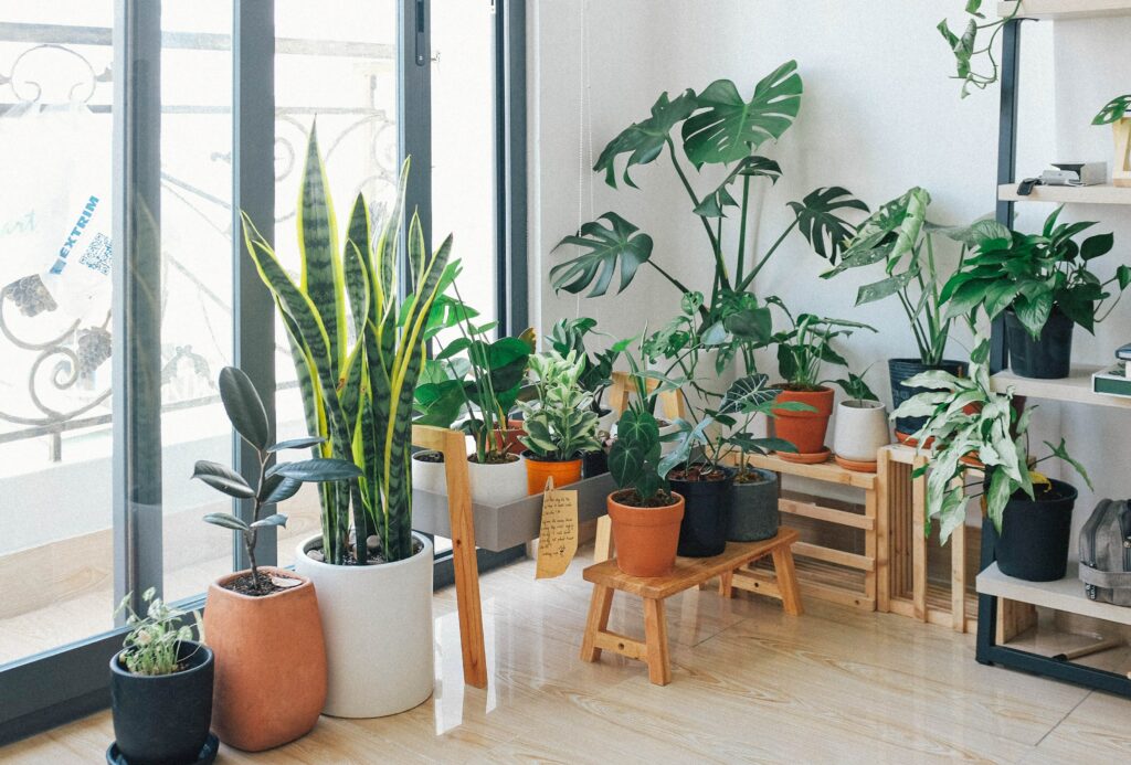 indoor planter, plants